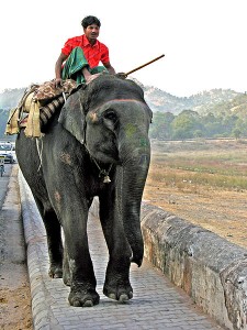 Elephant and rider Dennis Jarvis