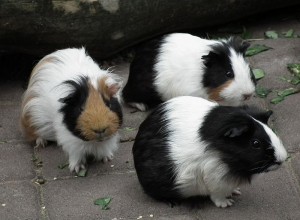 Black and white guinea pigs