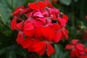 geranium-141554_640