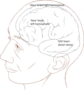 Human_head_and_brain_diagram PatrickLynch CCBY2-5