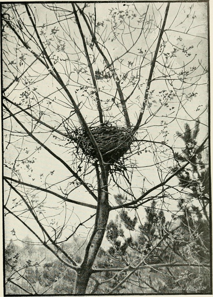 british_birds_nests_how_where_and_when_to_find_and_identify_them_1898_14769402103
