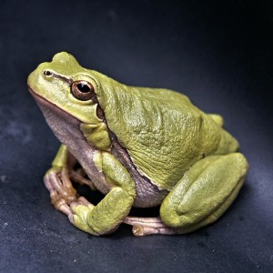 Image of a sitting frog