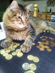 Cat__counting__money